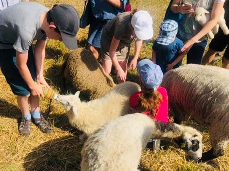 Projekt Schafzeit für Kinder auf Hof HerzBerg