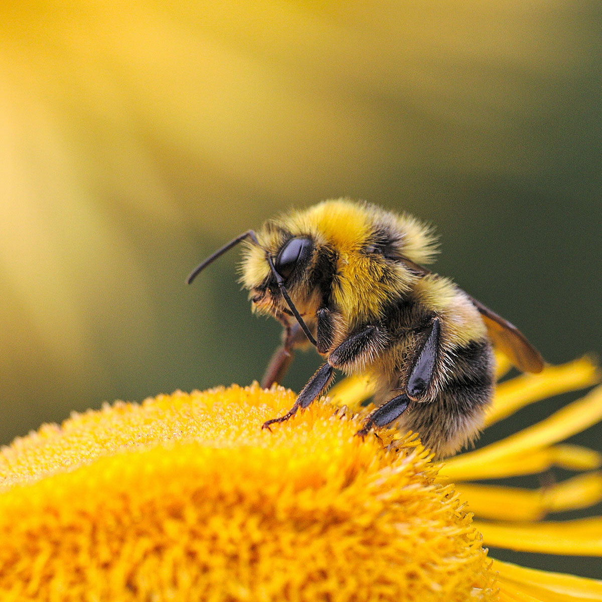 Bienenpatenschaft