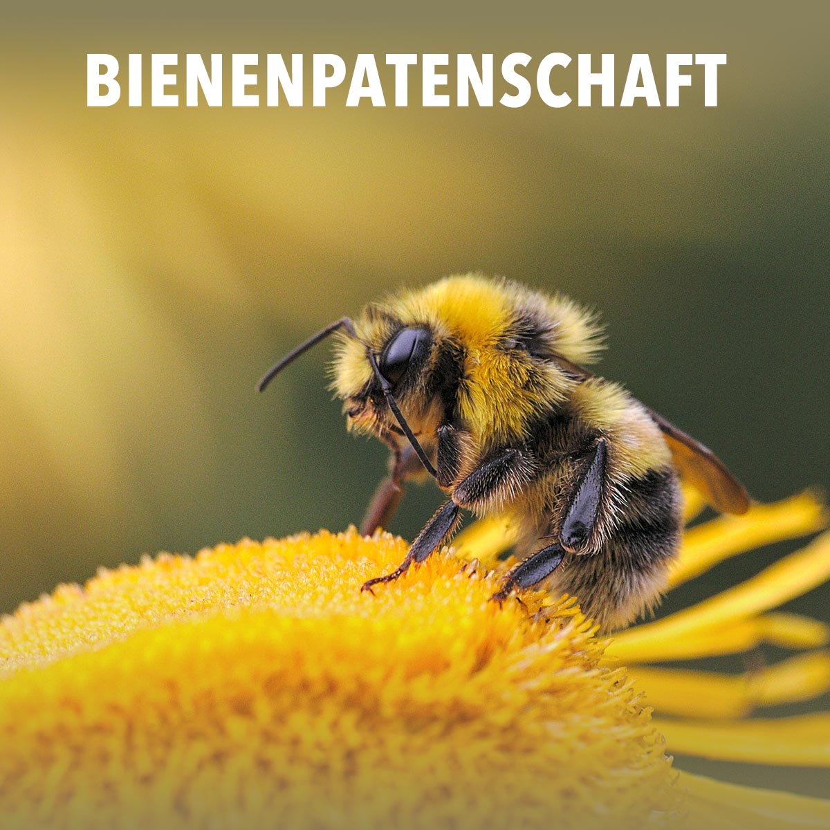 Bienenpatenschaft
